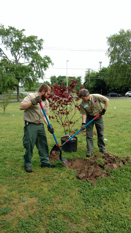 Planting Trees : Virginia Department of Forestry