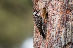 Woodpecker Attends New Employee Orientation