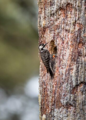 Woodpecker Attends New Employee Orientation