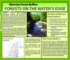 Riparian Forest Buffers - Forests on the Water's Edge