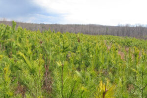 Reforestation of Timberlands Program