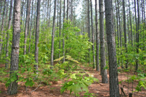 Reforestation of Timberlands Program