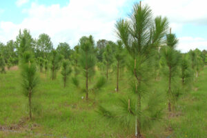 Restoring Diminished Tree Species