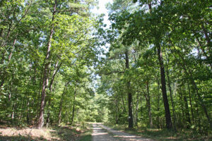 Appomattox-Buckingham State Forest