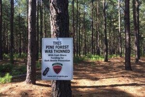 Thinning Out Southern Pine Beetle