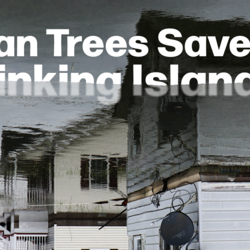 Can Trees Save a Sinking Island?