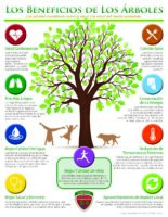 The Benefits of Trees! (Los Beneficios de Los Arboles)
