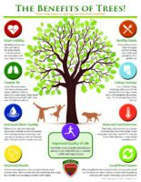 The Benefits of Trees!