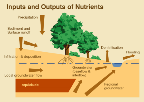 Illustration showing how trees process water and pollutants to basic elements for growth.