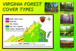 Virginia Forest Cover Types - Poster