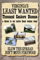 Virginia's Least Wanted - Thousand Cankers Disease
