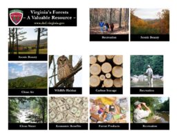 Virginia's Forests ~ A Valuable Resource Artwork(CR)