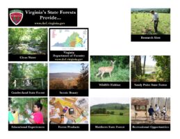 Virginia's State Forests Provide… Artwork (HQ)