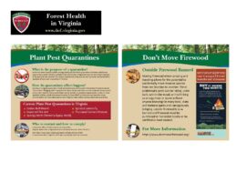 Forest Health in Virginia Artwork (HQ)