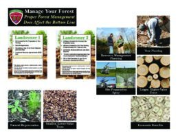 Manage Your Forest Artwork (HQ)