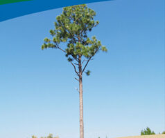Preserving Native Longleaf Pine Banner-up (HQ)