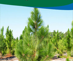 Researching Longleaf Pine Banner-up (HQ)
