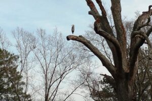Field Notes: What’s in the Woods Today?  Feb. 5, 2018
