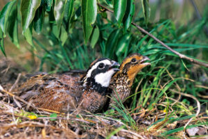 Field Notes: Quail on the Comeback?