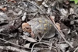 Field Notes: What's in the Woods Today? July 10, 2018