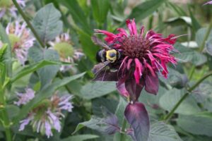 A Pollinator Primer
