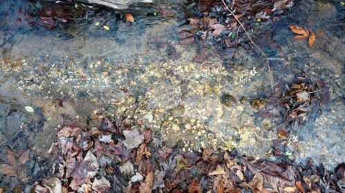 Field Notes: What's in the Woods Today? Dec. 27, 2017
