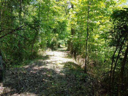 Field Notes: What's In The Woods Today? July 23, 2019
