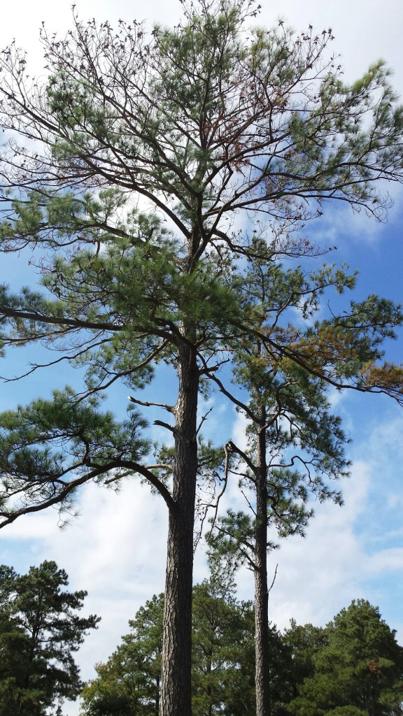 dying pine