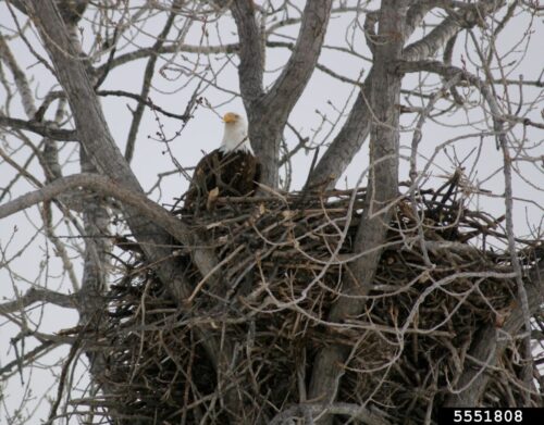 eagle on nest bugwood