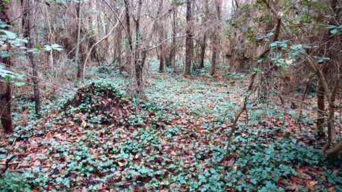 Field Notes: What's in the Woods Today? Jan. 23, 2018