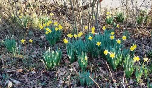 Field Notes: What’s in the Woods?  Daffodils!