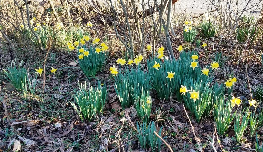 first daffodils
