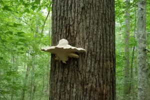 Field Notes: What's in the Woods? Best of Summer 2019