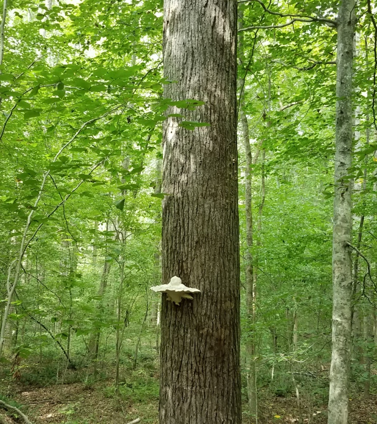 flying saucer in woods
