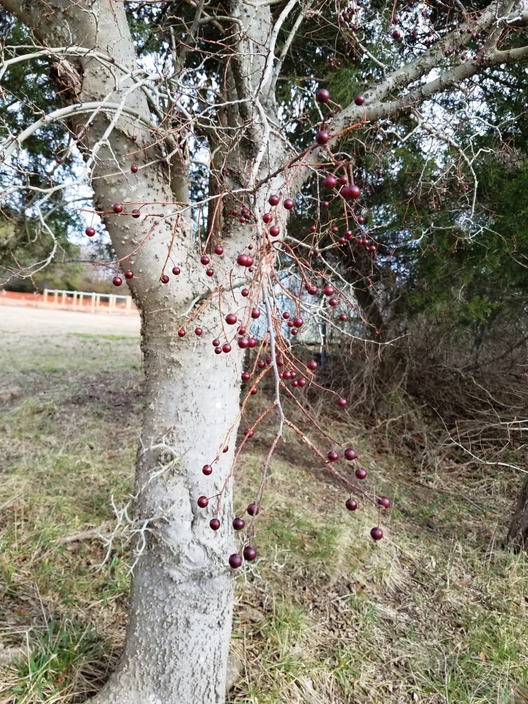 hackberry berries