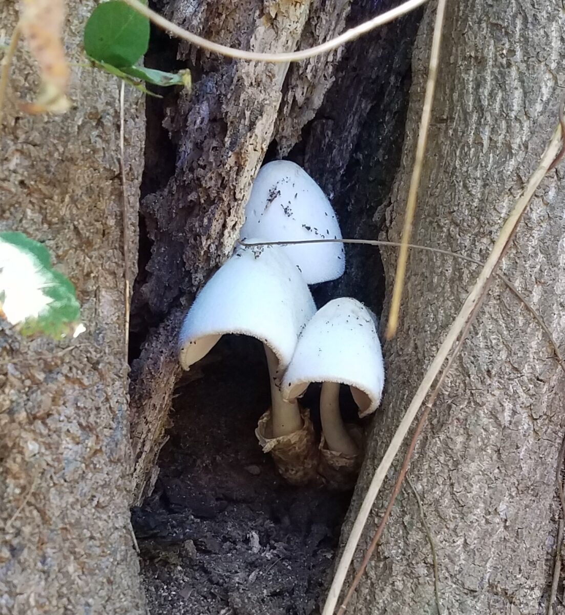 hollow tree mushrooms ZOOM