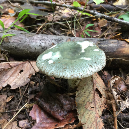 Field Notes: What's In The Woods Today? September 2, 2019