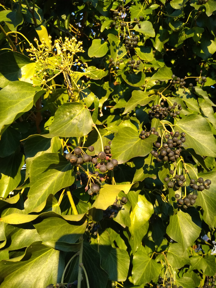 English ivy identification and control: Hedera helix - King County,  Washington