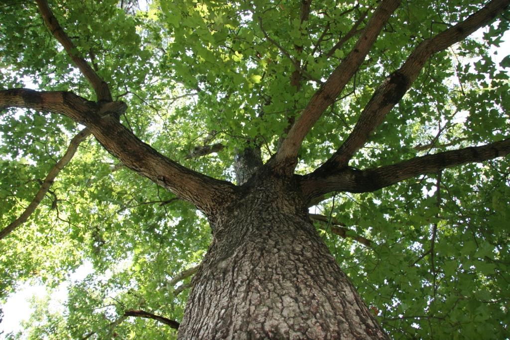 Grow Oak Trees from Acorns - Pedunculate Oak from Seed