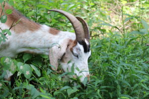 Field Notes: Goodness Gracious Goats!