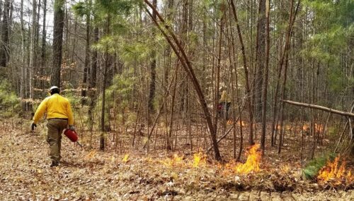 Prescribed Burning with Dragon Eggs!