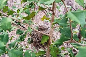 Field Notes: What's in the Woods Today? March 23, 2018