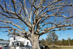 Field Notes: What’s in the Woods Today?  March 6, 2018