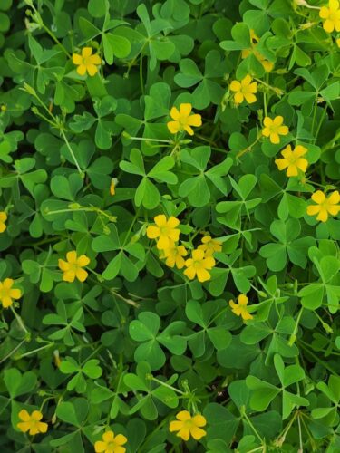 oxalis patch