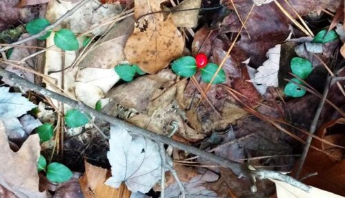 Field Notes: What's in the Woods Today? Nov. 28, 2017