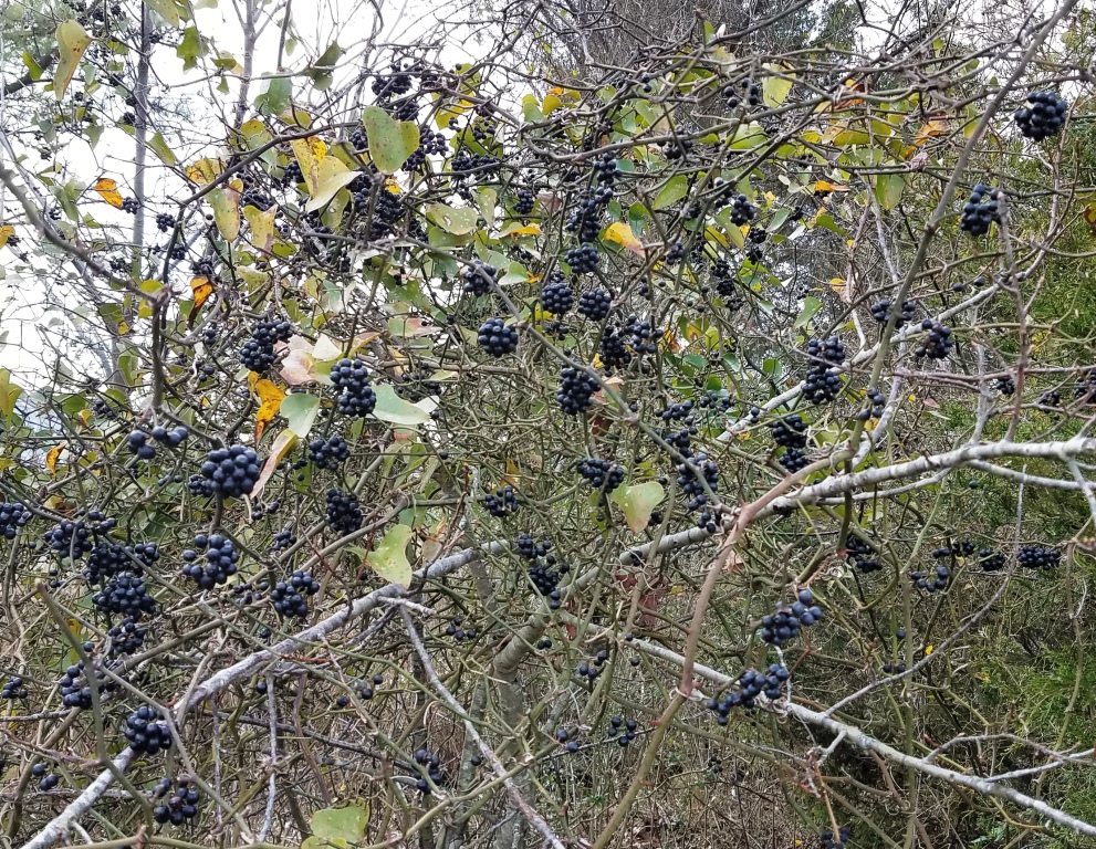 saw greenbrier berries