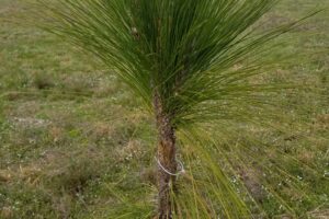 DOF Pine Projects Continue Despite Unusual Circumstances