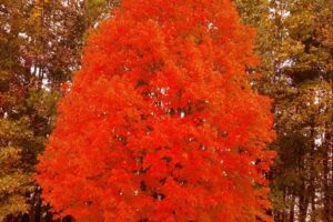 To Do: Enjoy Virginia's Fall Foliage