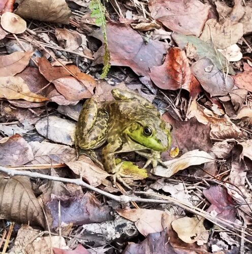 Field Notes: What's in the Woods? Cold Bullfrogs Don’t Jump 