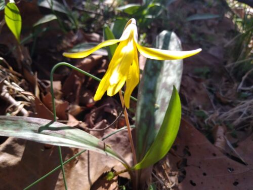 trout lily 2